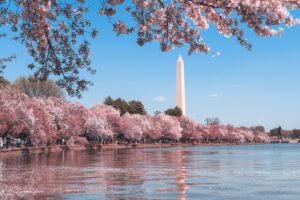 Cherry blossoms surround the Tidal Basin with the Washington Monument in the background under a clear blue sky.