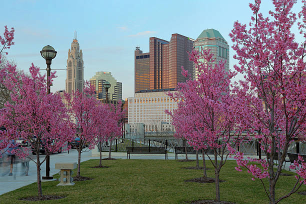 Pink cherry blossom trees in a park with grass, city buildings in the background, and a lamppost. People are walking on a path.