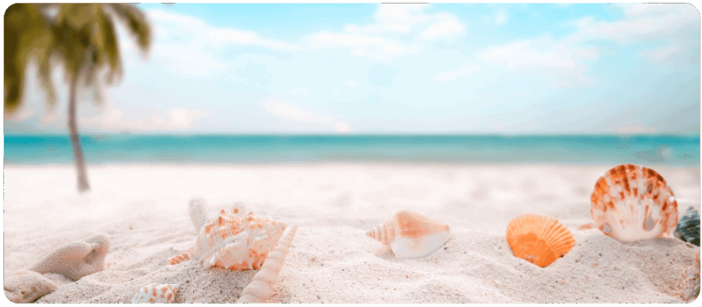 Seashells scattered on white sand with a blurred background of the ocean, blue sky, and a palm tree.